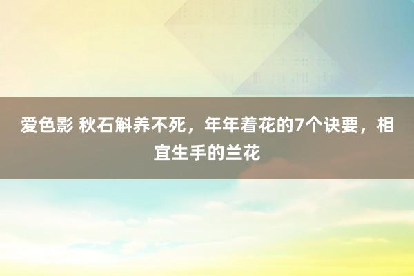 爱色影 秋石斛养不死，年年着花的7个诀要，相宜生手的兰花