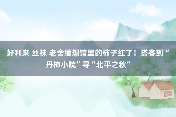 好利来 丝袜 老舍缅想馆里的柿子红了！搭客到“丹柿小院”寻“北平之秋”